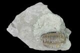 Bargain, Prone Flexicalymene Trilobite - Mt Orab, Ohio #137504-1